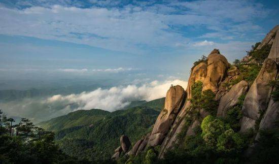 江西灵山景区：油茶花如雪满山坡，点缀冬日成美景