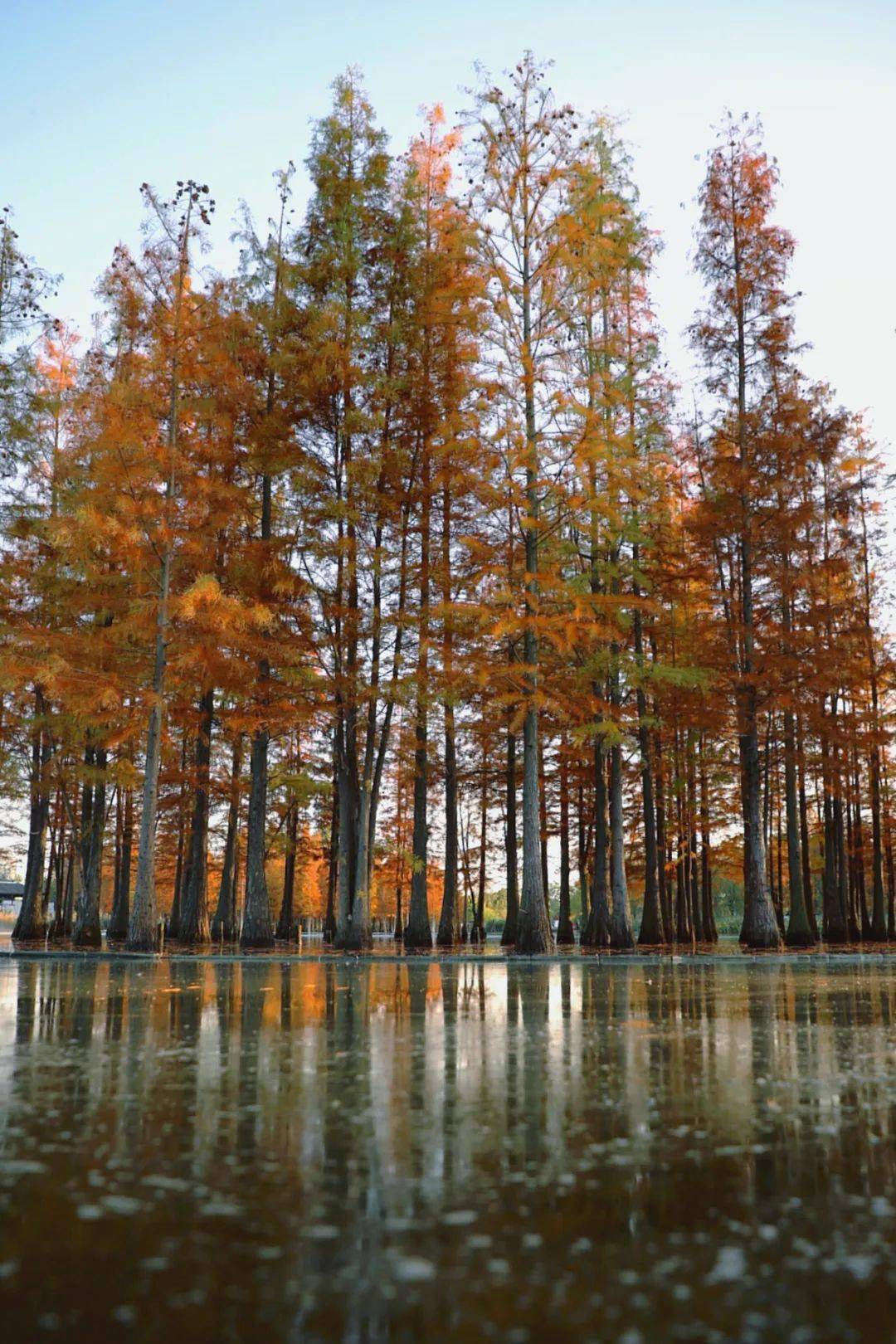 白鹭湾湿地公园门票图片