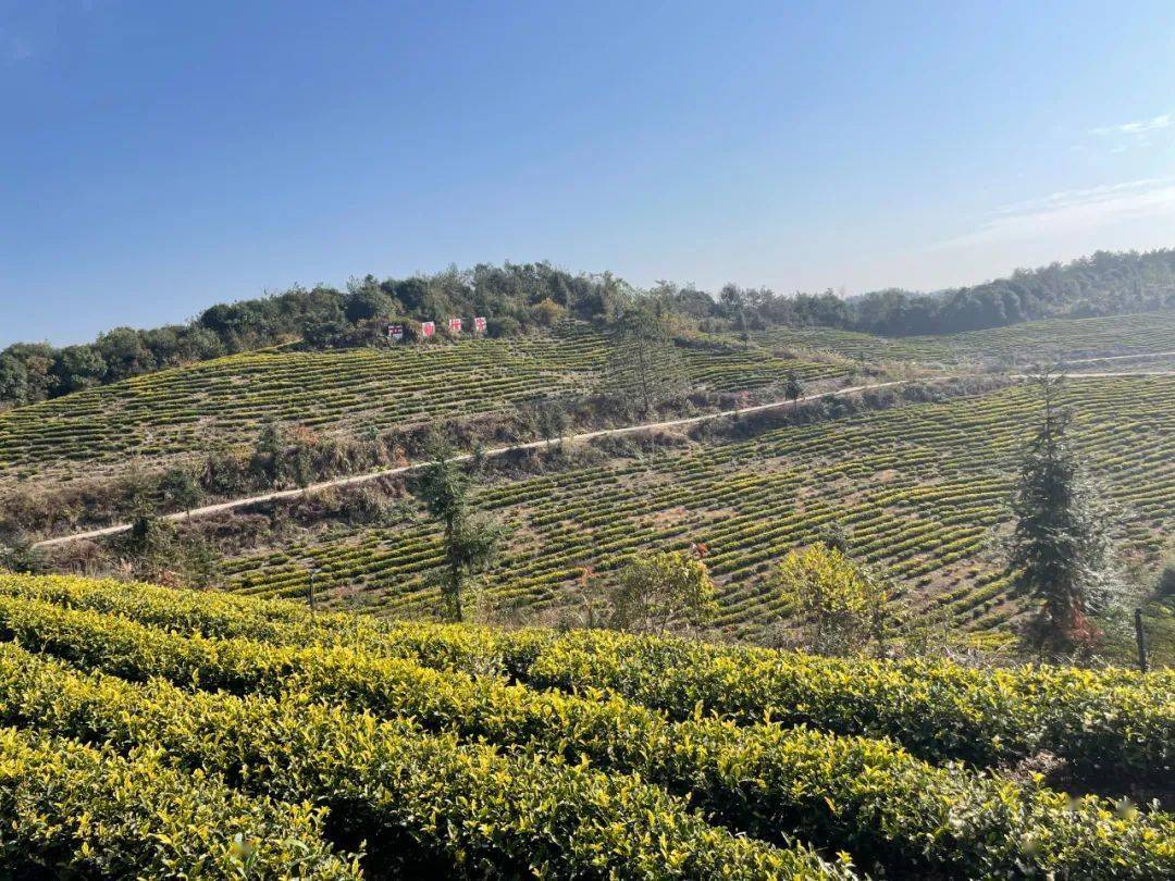 都昌一产品荣获国际奖项_江西_鸣山乡_种植