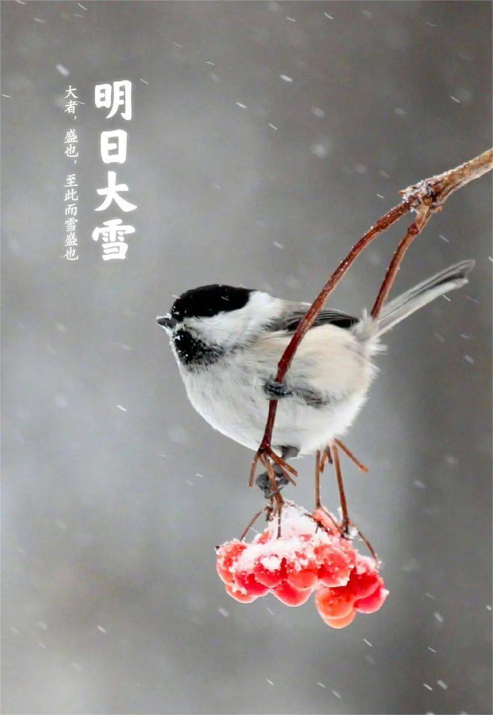 大雪到 | 南方的孩子真的很需要一场大雪_节气_great_snow