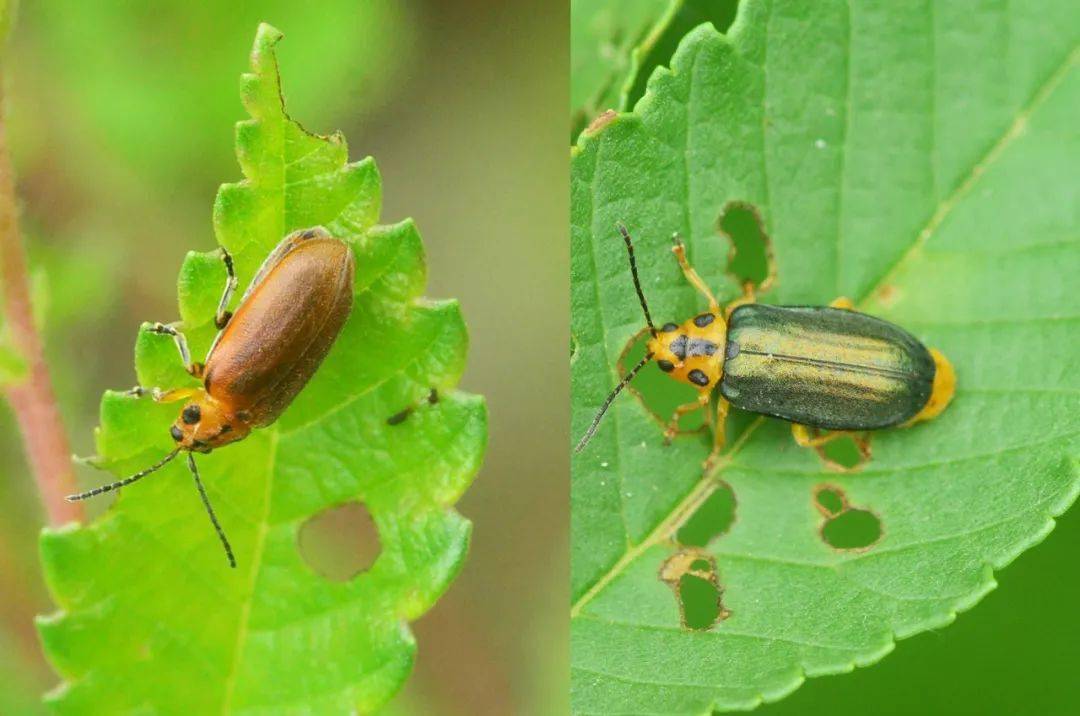 虫子的"植物分类学"