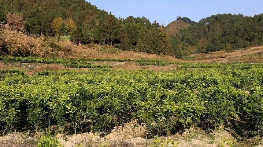 枇杷苗那个品种好吃又好养