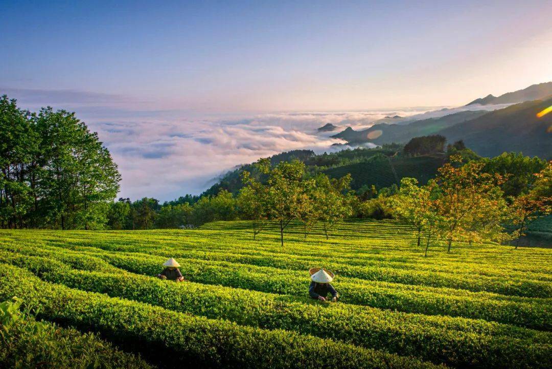 西乡县城——枣园湖——东裕茗园——天赐秦韵茶园——江塝茗园——罗