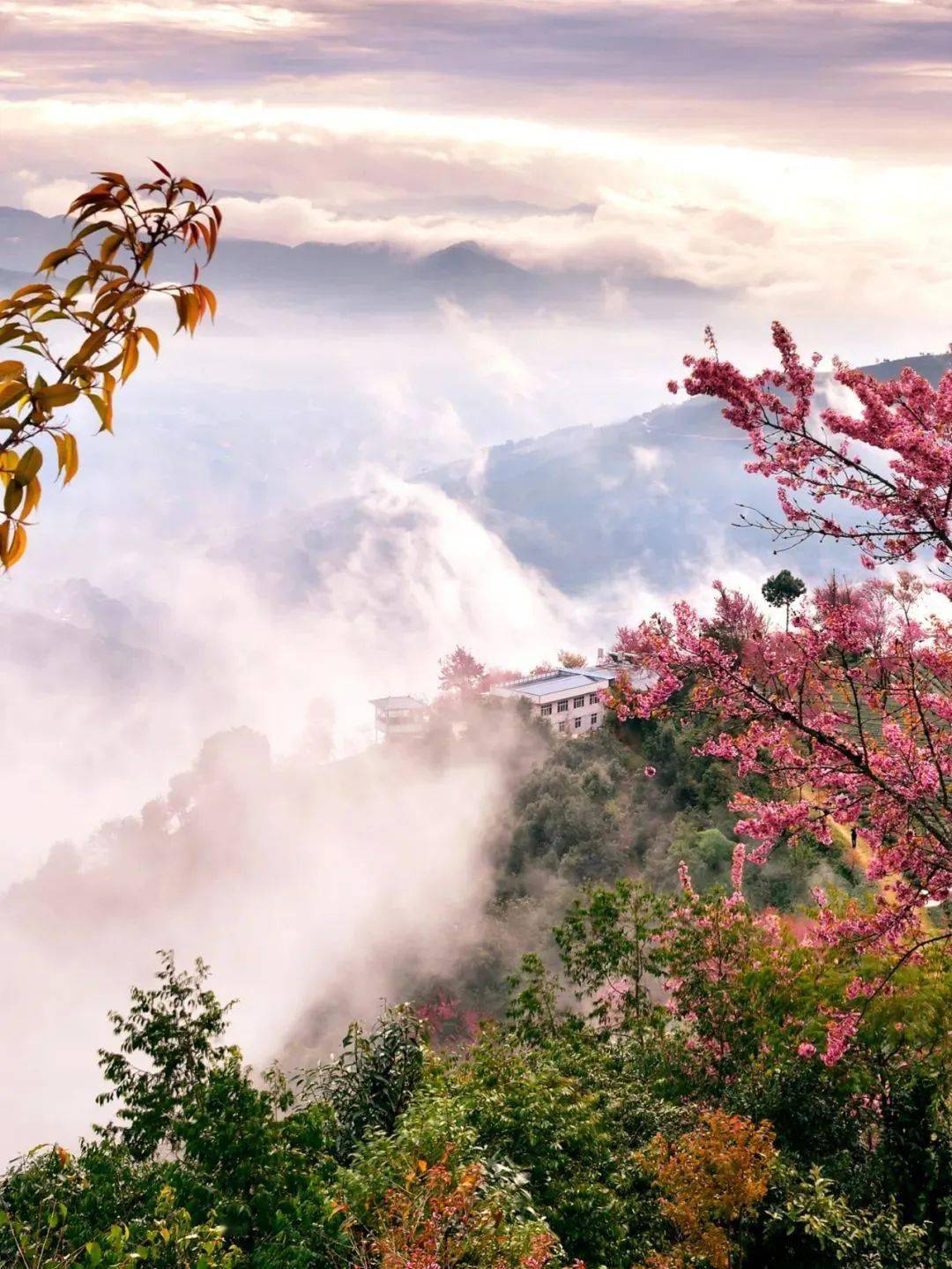 冬季里最美的"人间四月天",快来南涧无量山赏樱花了～_茶山_地方_景区