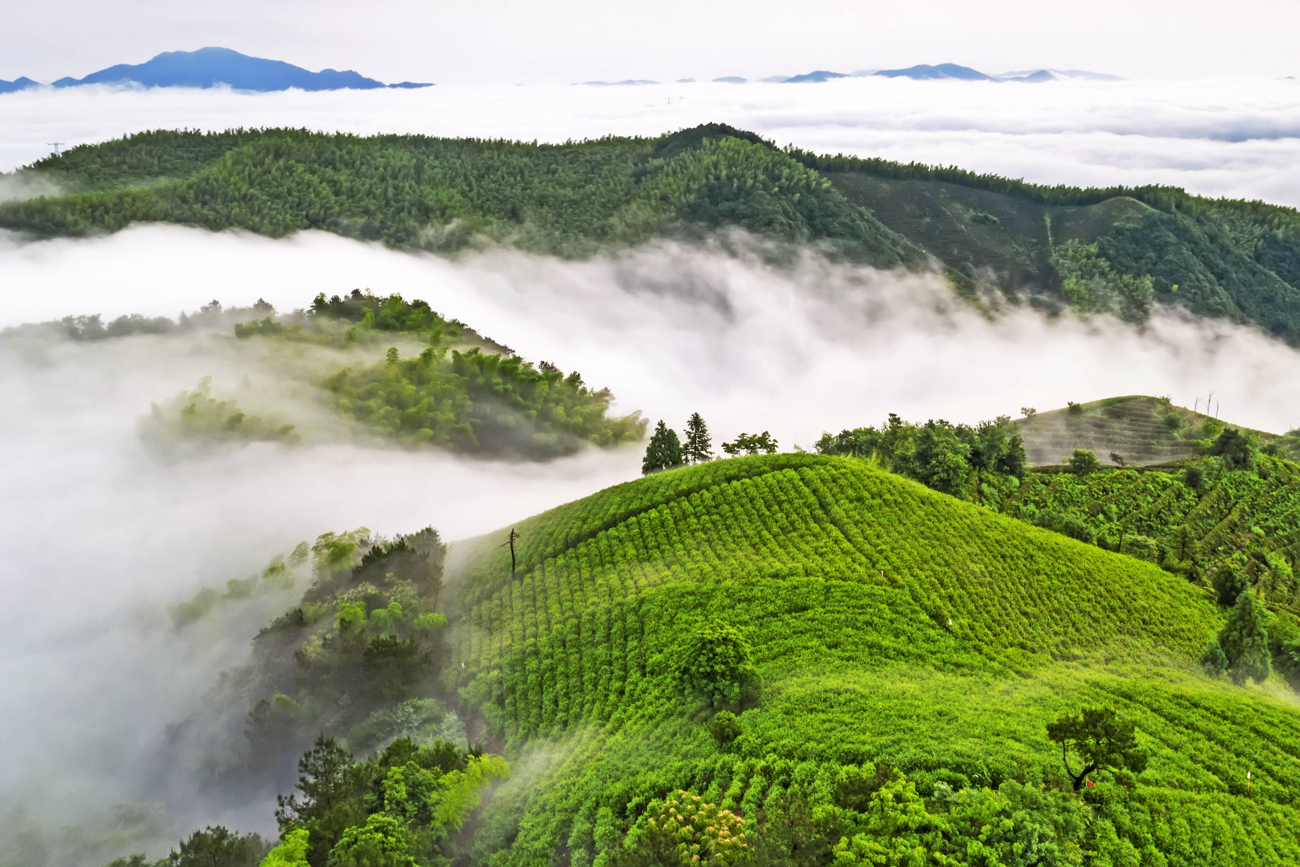 天下茗茶聚径山,共赴"茶圣"之约_茶文化_山茶_生活