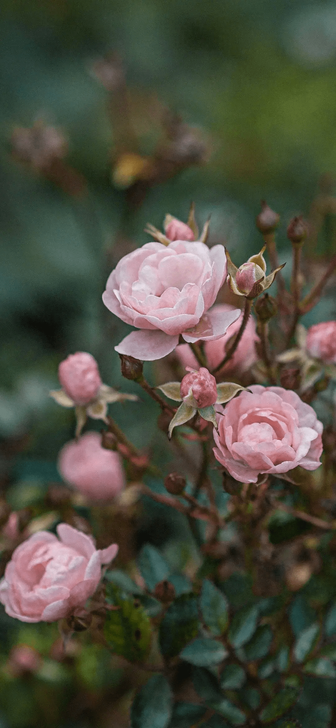 花的手机壁纸 个性图片