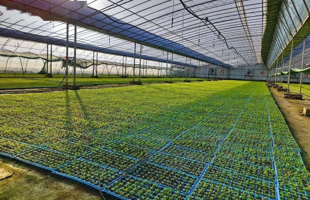 高台县巷道镇:蔬菜大棚"种"出乡村振兴好"丰"景_种植_发展_农业