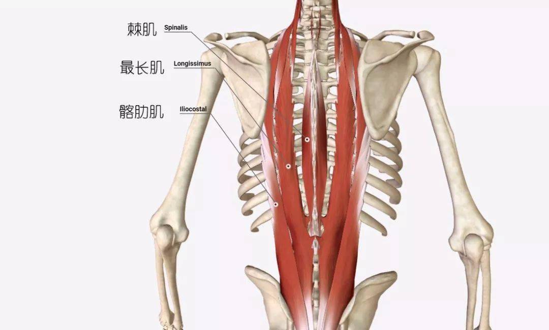 练瑜伽