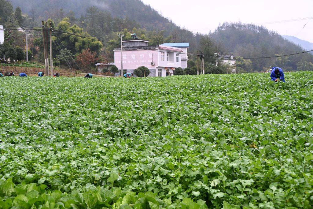 建始:技能競賽採新鮮 菜薹清香飄四方_油菜_進行_武漢市