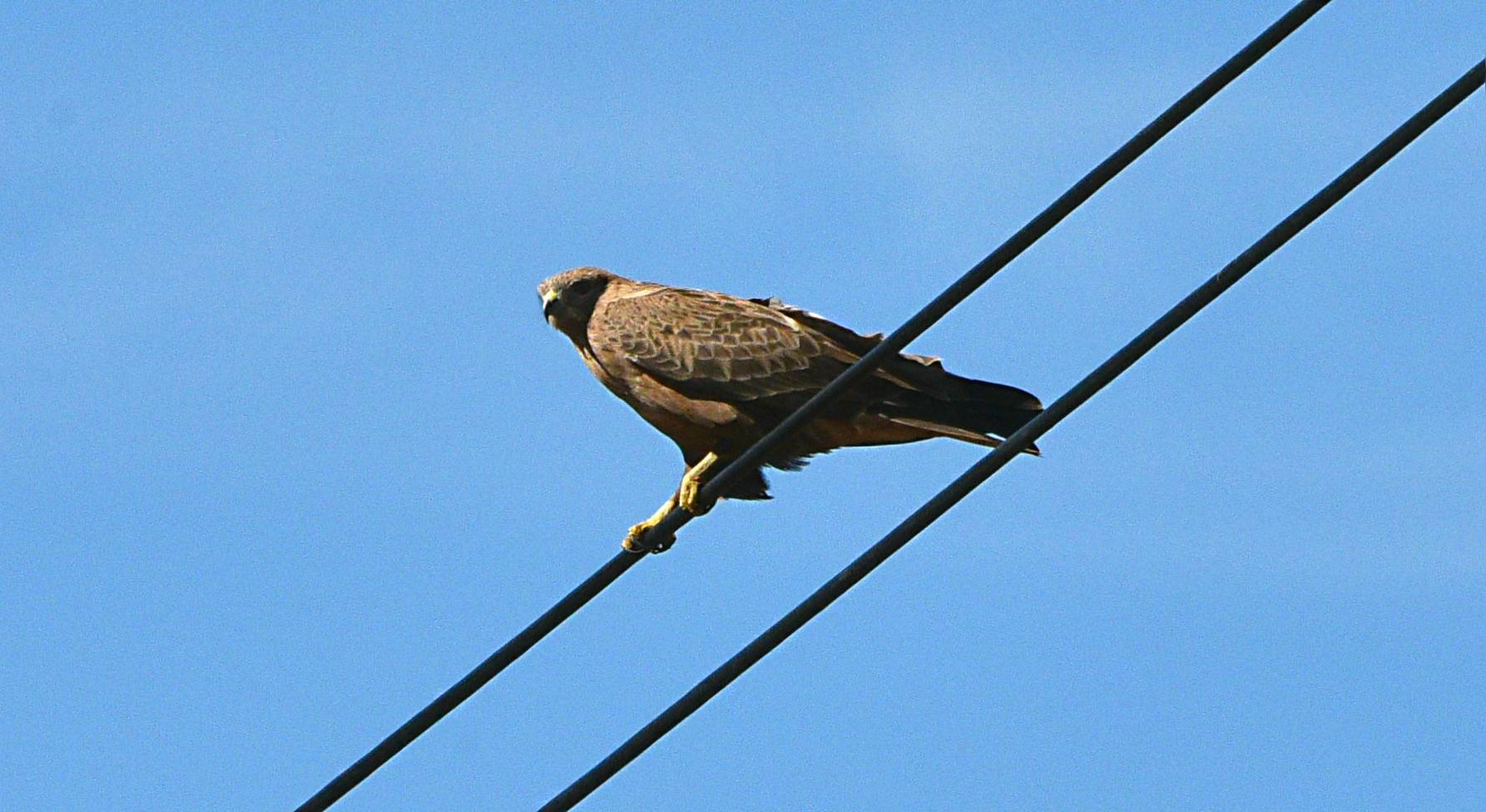 棕尾鵟,俗称大豹,鸽虎,隶属鹰形目鹰科鵟属的中型猛禽,体型较普通鵟大