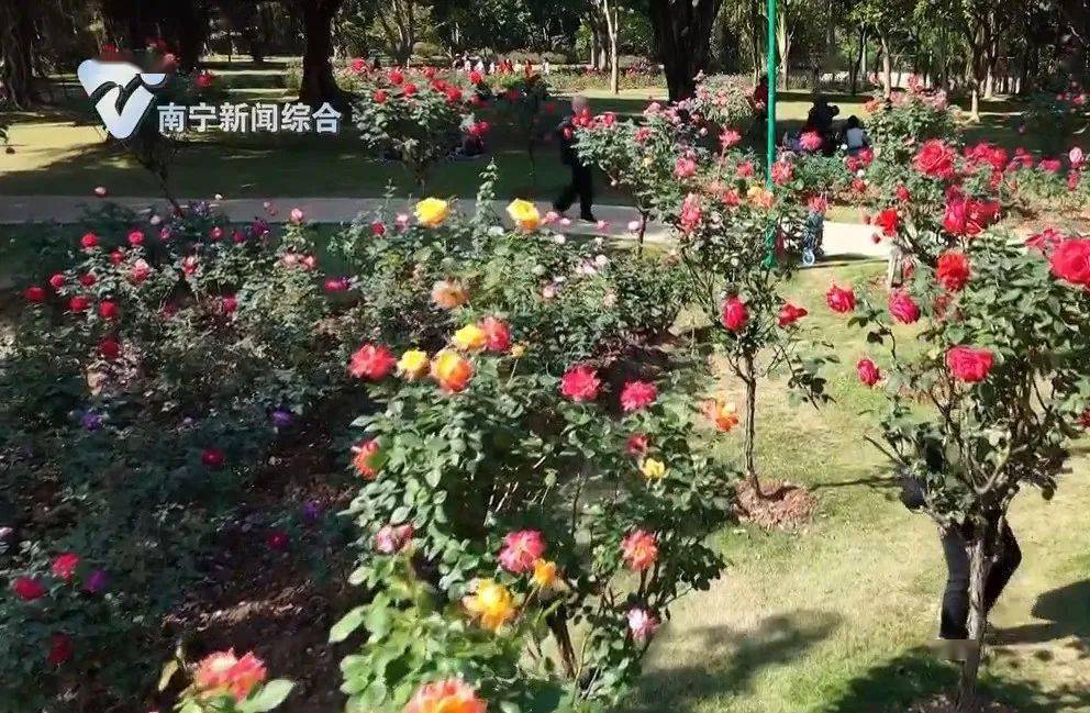 公園_冬日_月季花