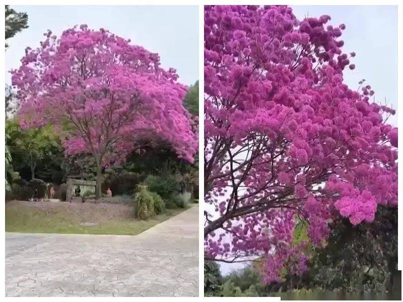 公園_冬日_月季花