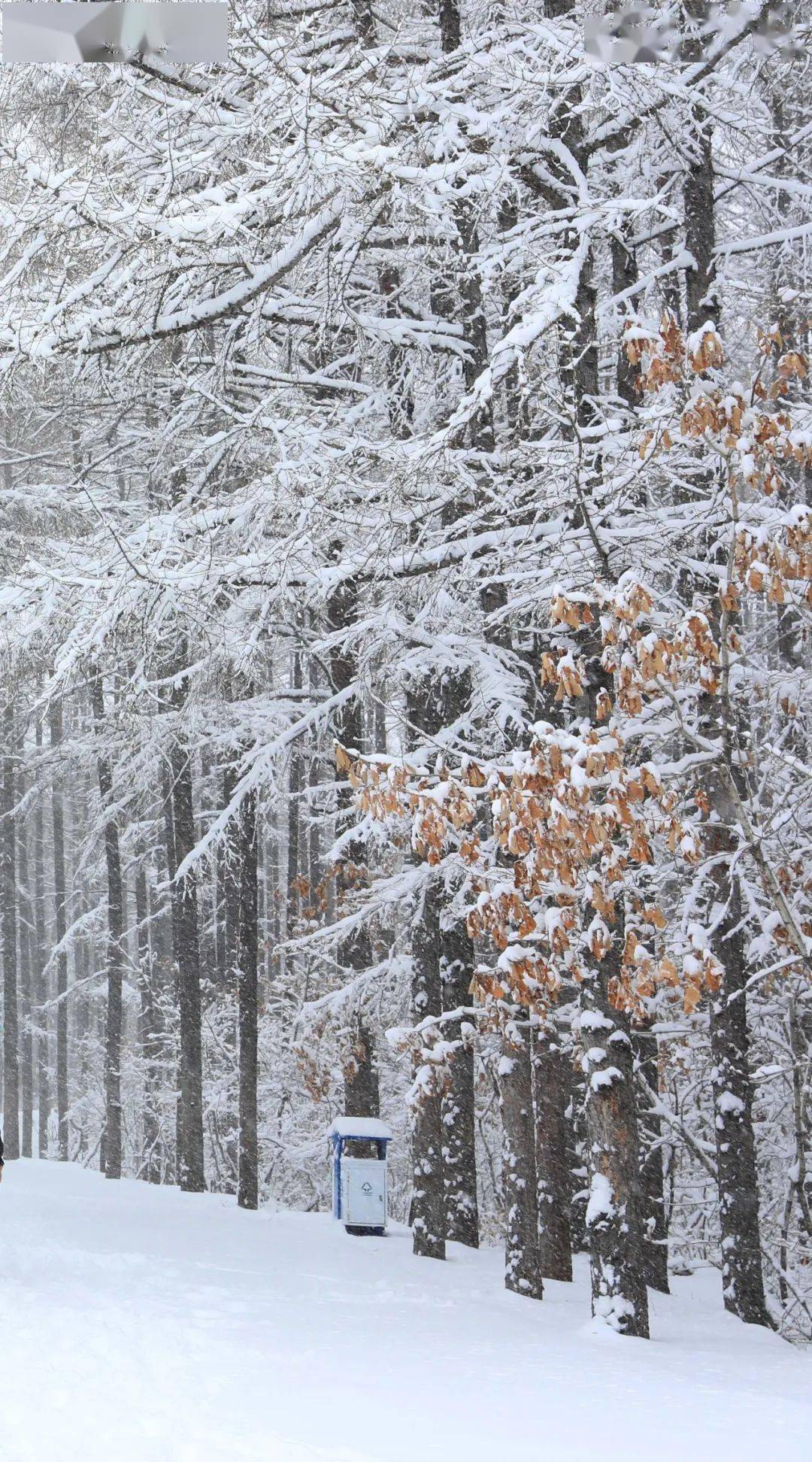 绥化雪景图片