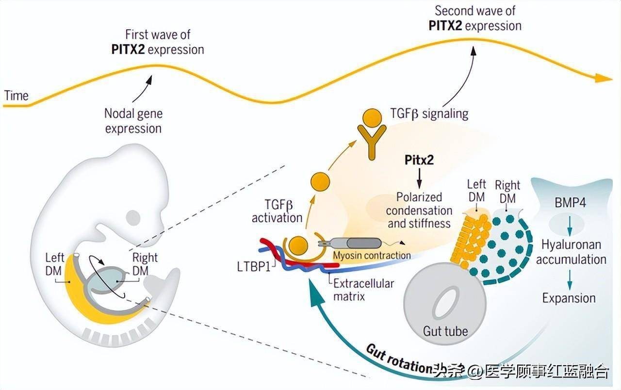 腸道旋轉形成的機制_pitx_過程_腸繫膜