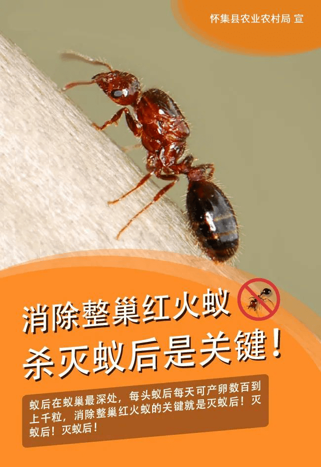 2023年怀集县红火蚁防控技术培训班暨秋季统一防控行动现场会召开