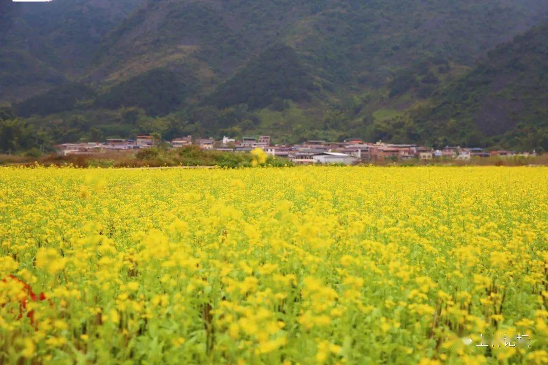 上林油菜花图片