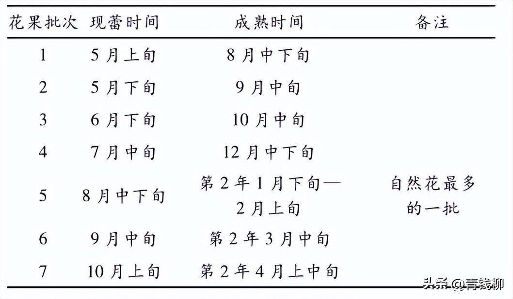 潮汕地區燕窩果引種及栽培技術大揭秘_果實_火龍果_枝條