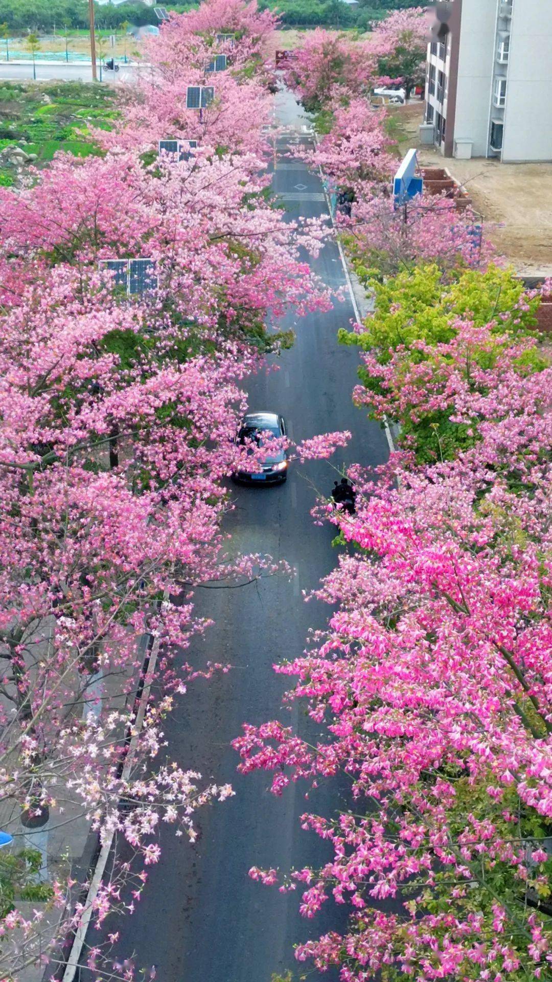 高清美图|攀枝花的粉色冬天 美cry!_幸福东区_青年_内容