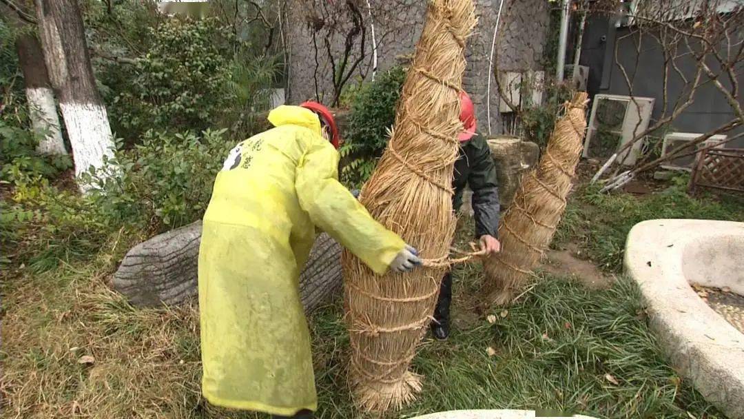 在青枫公园,工作人员对铁树,芭蕉等20余株低温敏感植物进行了包扎