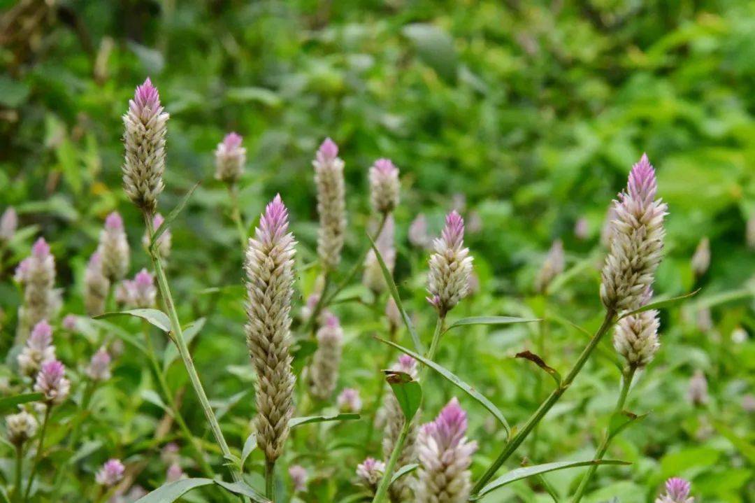 35,青葙子圖片:冬凌草本品為芸香科植物黃檗phellodendron amurense