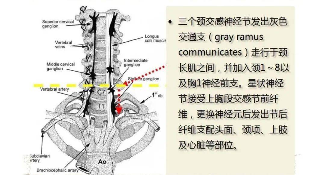 星状神经节位置图片