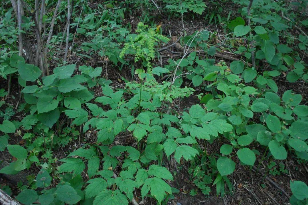 82种·中药类植物彩色图谱,值得收藏!_图片_et_sinica