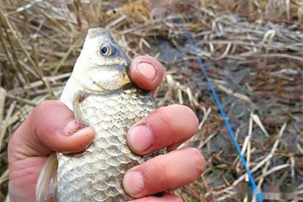 冬季野钓,这些现象说明有鱼窝,不用打窝直接开钓_鱼星_鲫鱼_位置