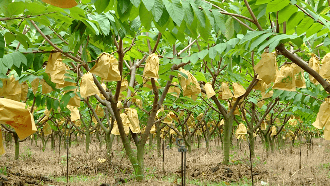 释迦果树 种植方法图片