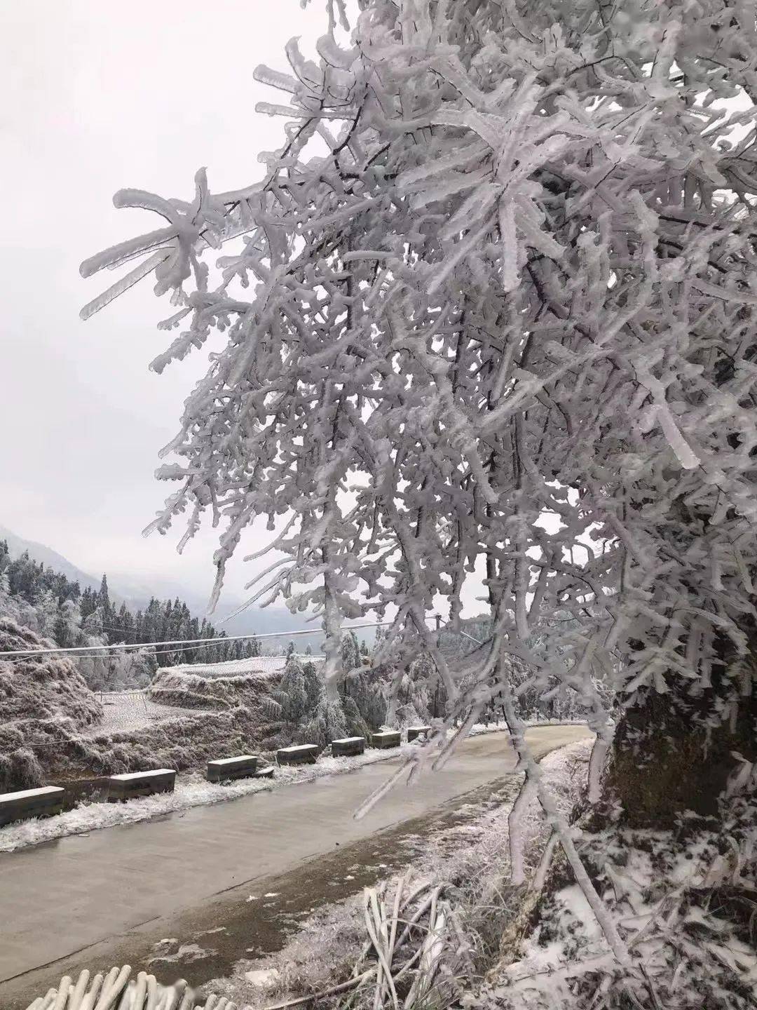 桂林最低氣溫零下8℃!又有冷空氣補充,家長們挺住_霧凇_山區_影響