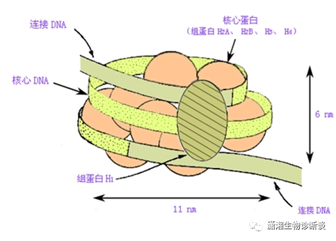 有組蛋白h1存在時,一集結構中10nm的核小體串珠結構螺旋盤繞,形成直徑