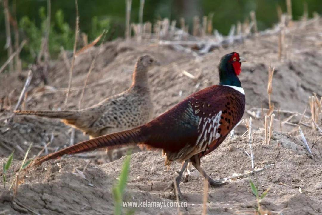 聽說,山雞出沒獨山子……_羽毛_野雞_鳥兒