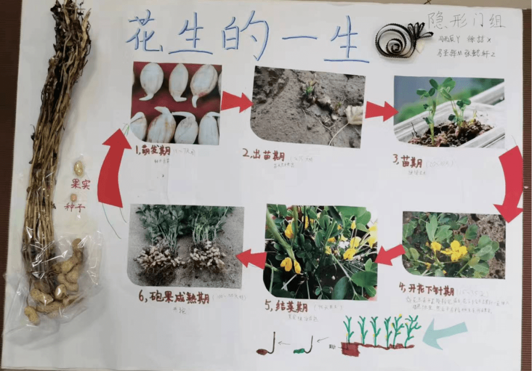 中学西坝河校区开展以生物学科为主导的劳动教育活动