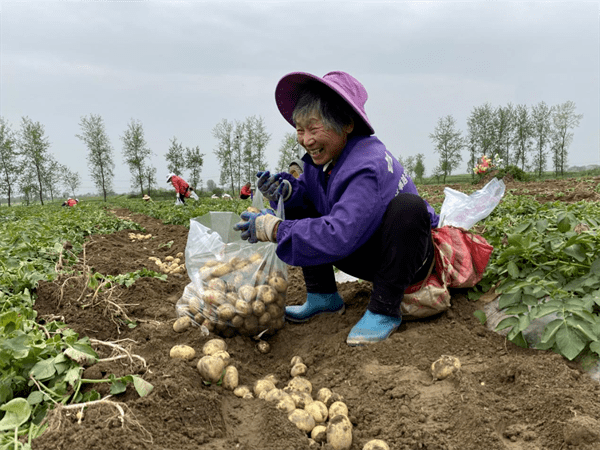 在全鎮調整農業產業種植結構中,依據農時探索出