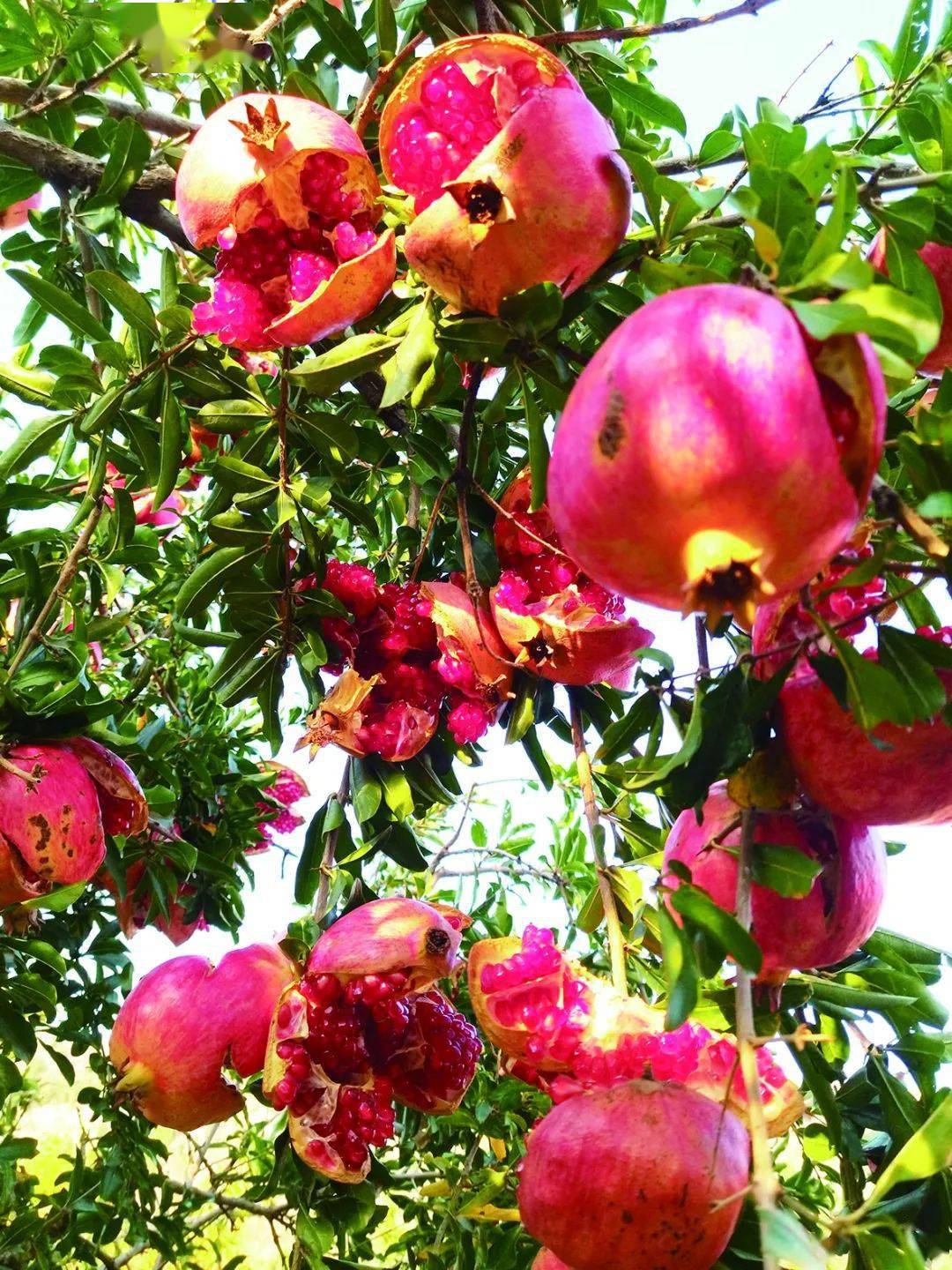 媒体聚焦 | 枣庄晚报《"榴光溢彩"玩转峄城》_石榴_旅游_冠世榴园