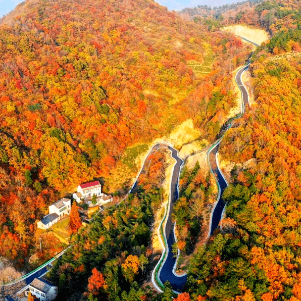 暖冬来信 | 用镜头留住自然美,让心灵撒回"野"_汤池_银杏_千年