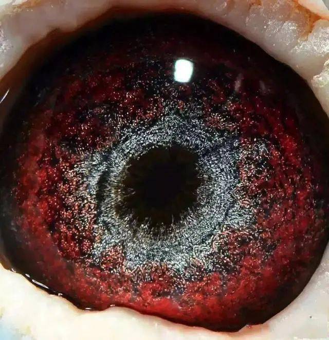 "镇棚种鸽"的眼睛一般都有._鸽子_内线_信鸽