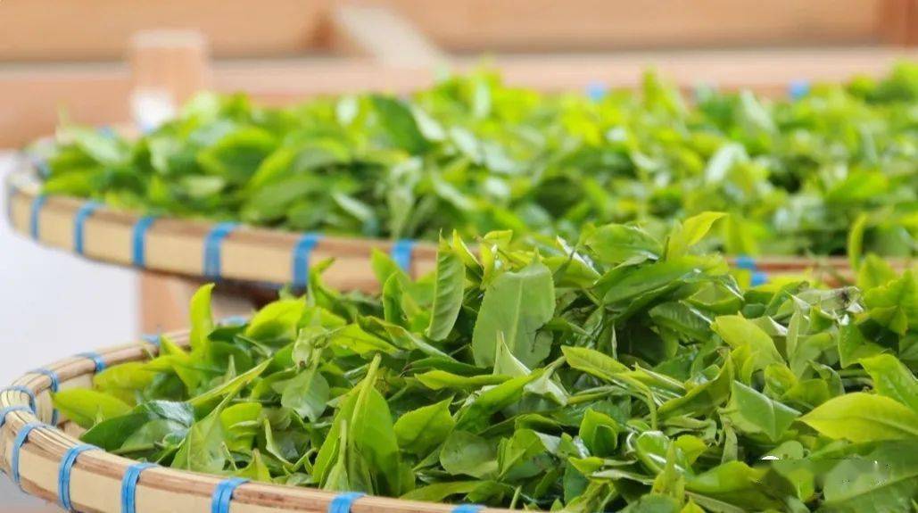 芒市德昂酸茶这20年,在传承中革新发展_技艺_茶叶_生产的