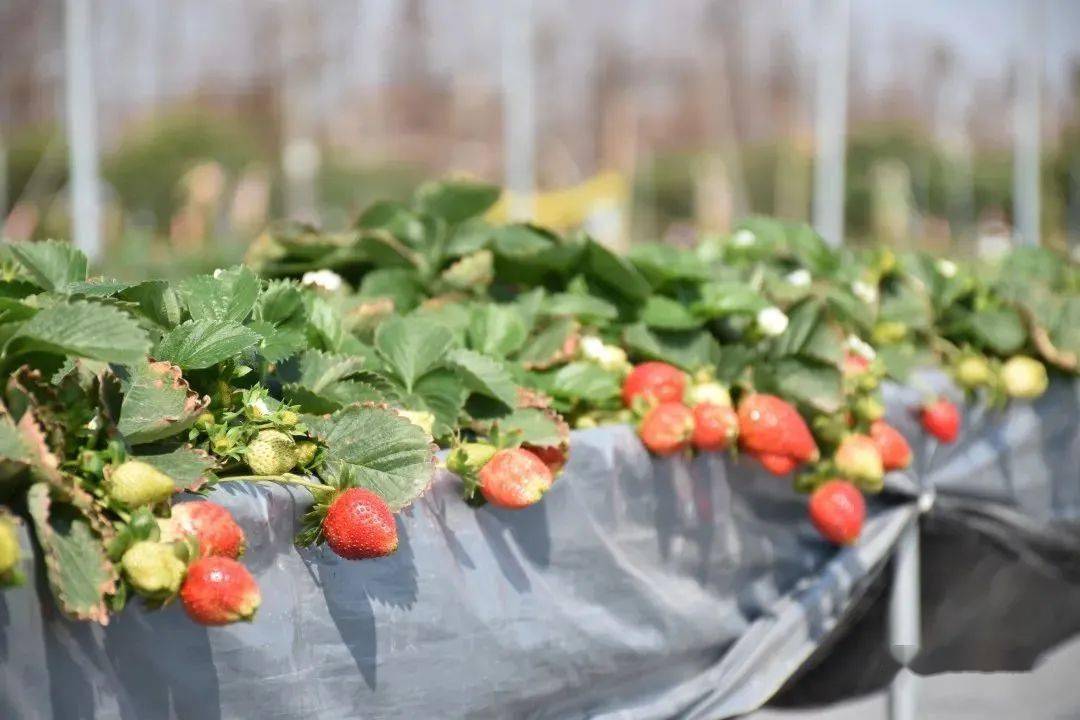 草莓种植园导航:长廊生态园地址:江门市江海区礼乐街道东海路【相关