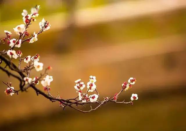 【原來】踏雪尋梅,靜待春歸_梅花情_雪花_紅梅