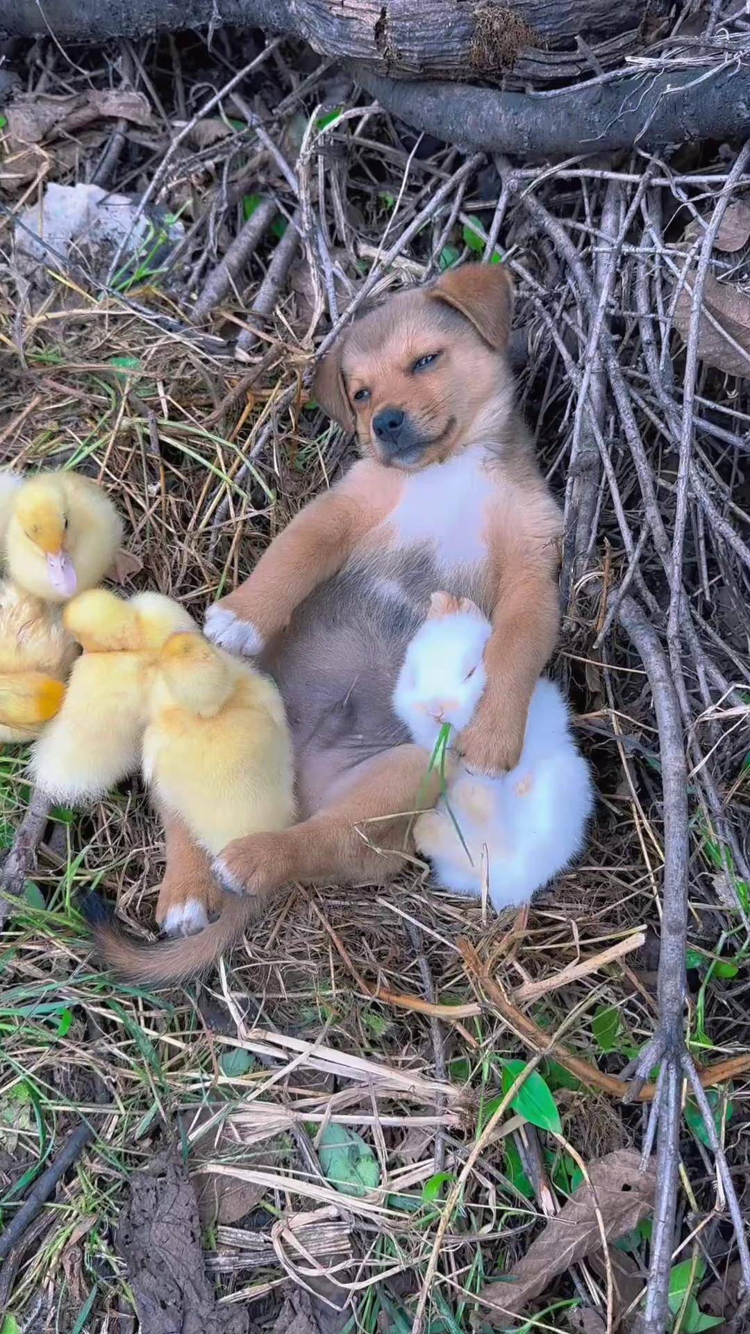 狗狗哄小兔子睡觉萌宠出道计划 兔子 田园小萌宠