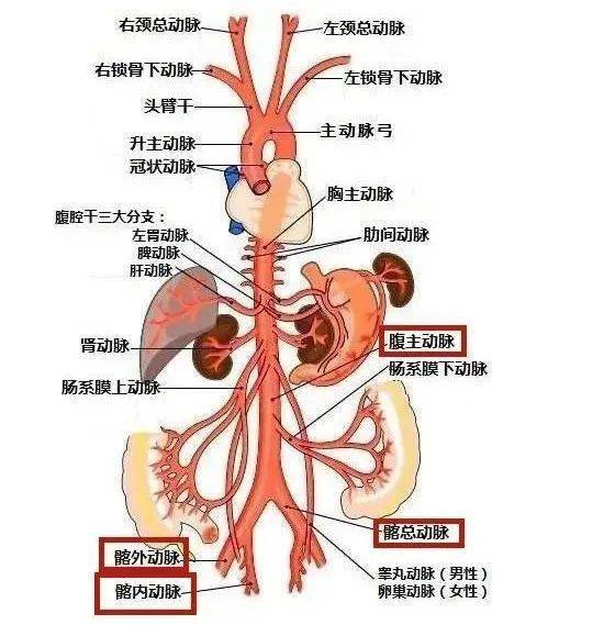 髂動脈是從腹主動脈往下延續出來的動脈血管,位於盆腔,是給人體盆腔