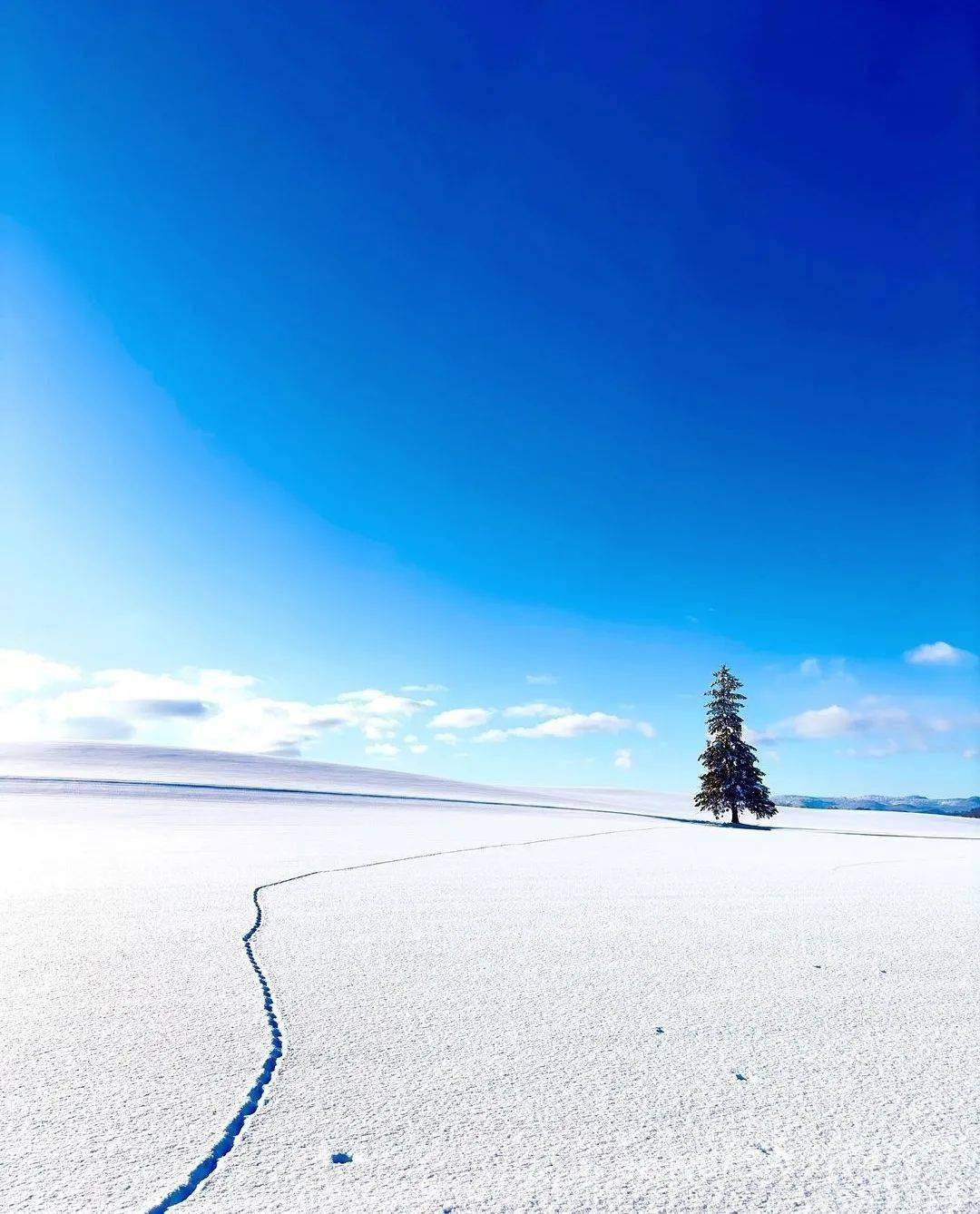 雪地孤樹:寂靜中的堅韌_photo_by_ins@__rie