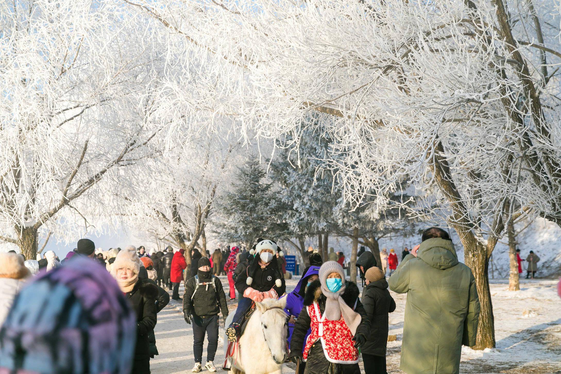 畔的雾凇景观势头正盛,江雾笼罩,沃野山川凝霜挂雪,杨柳松枝戴玉披银