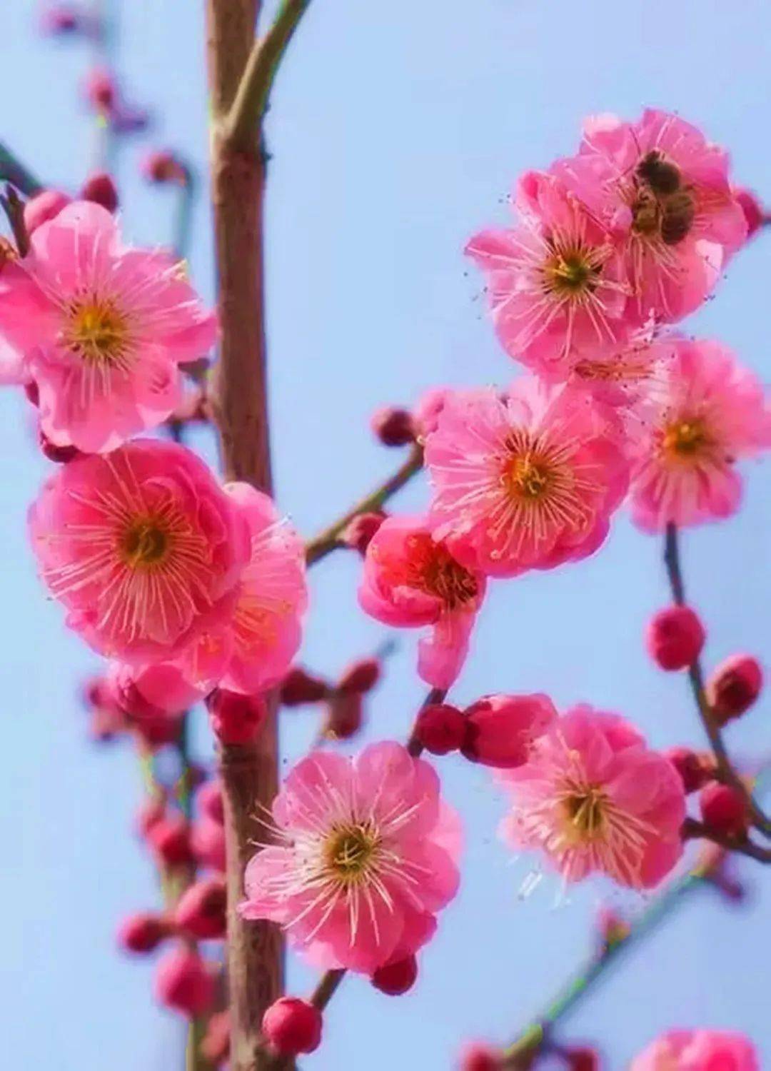 一年将尽,万事随风,微笑向暖!