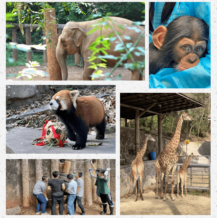 這個兔年,杭州動物園(少兒公園)精彩看點太多啦!_大熊貓_工作_管理