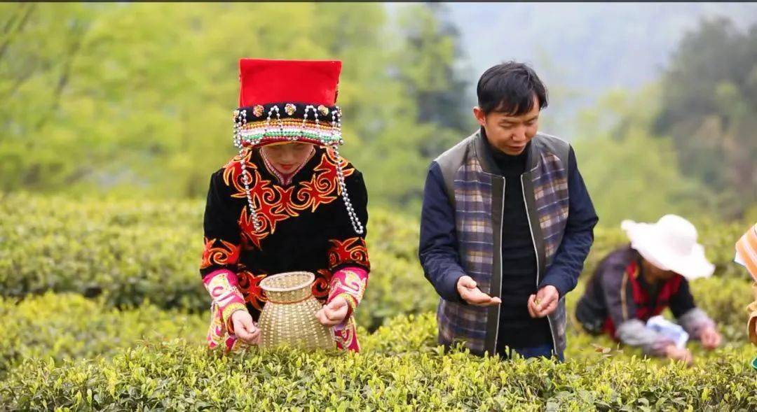 優選畢貨|畢節的它,再獲大獎_苗山_納雍_茶杯