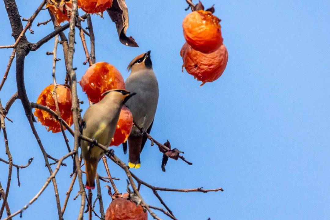 太平鳥亮相成縣_小灣村_紅色_樹木