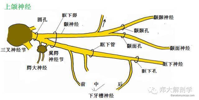 體表神經解剖:三叉神經_感覺_下頜_皮膚