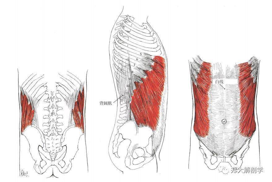 腹部肌肉67評估與解剖學分析_肌纖維_骨盆_脊柱