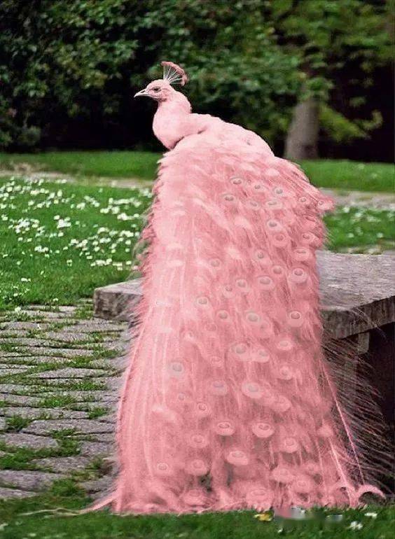 粉色孔雀的真实图片图片